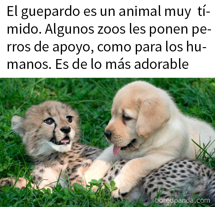 Cachorro de guepardo y perro tumbados en el césped, demostrando adorables memes de animales.