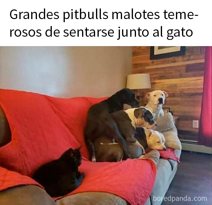 Pitbulls asustados junto a un gato en un sofá rojo, un divertido meme de animales.