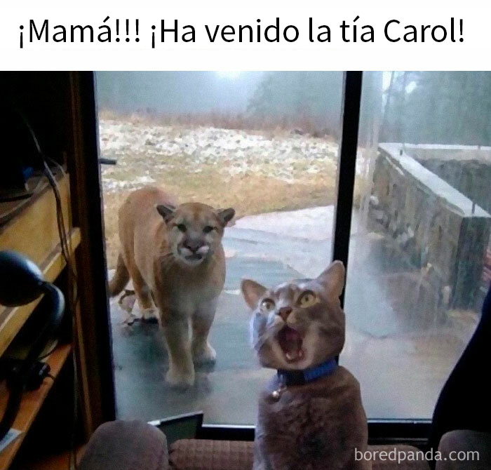 Gato sorprendido frente a un puma al otro lado del vidrio, meme de animales divertidos.