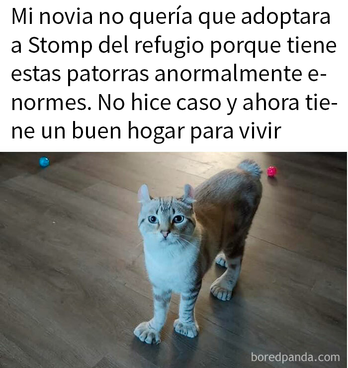 Gato con patas grandes en casa adoptiva, imagen de encantador meme de animales.