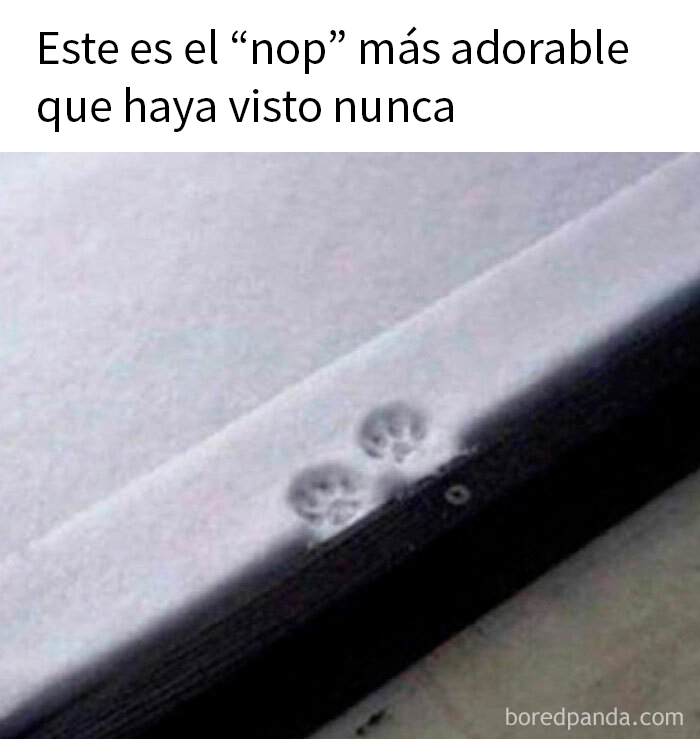 Huella de patas en la nieve, muestra un detalle encantador de animales.