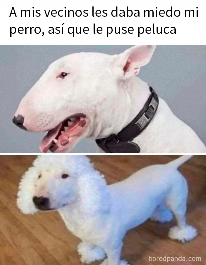 Perro con peluca divertido en meme de animales.