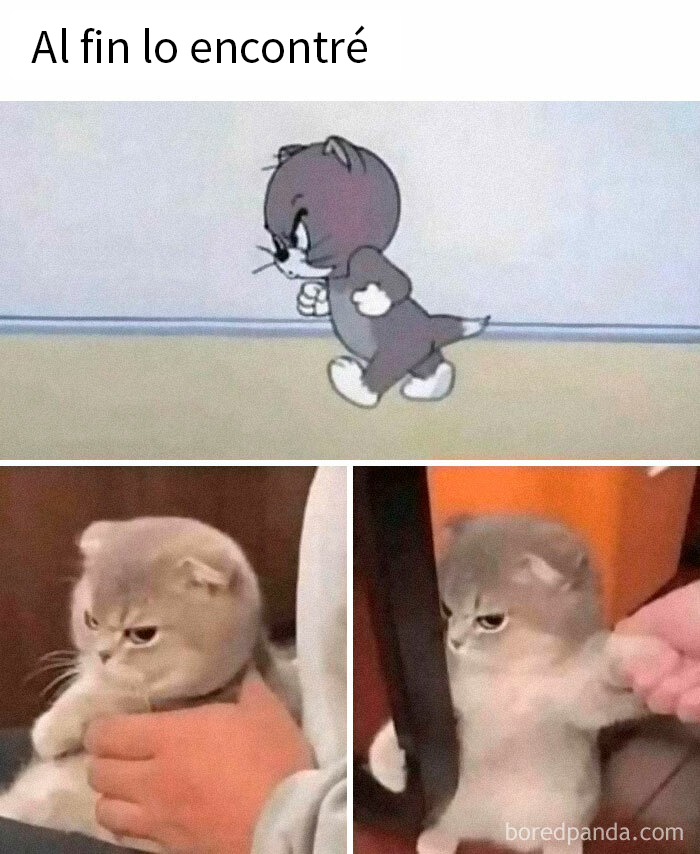 Gato animado caminando con determinación, seguido por fotos de un gato real con expresión molesta, memes de animales.