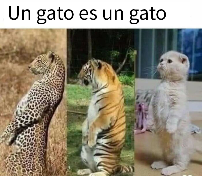 Tres animales de pie: un leopardo, un tigre y un gato, ilustrando humor animal.