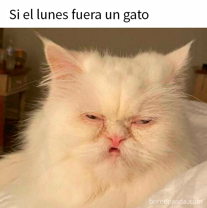 Gato con expresión de lunes, meme de animales gracioso.