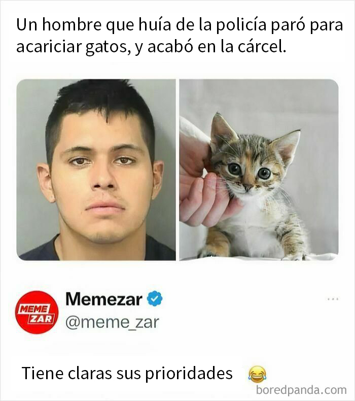 Hombre detenido por acariciar gatos, con foto del arresto y un gatito, humor sobre prioridades y memes de animales.