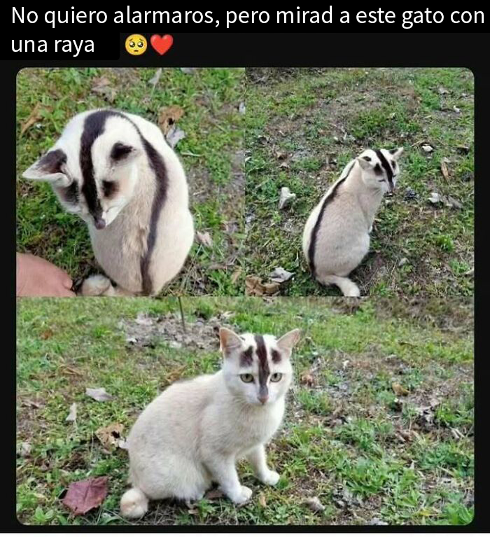 Gato con patrón único en su pelaje, mostrando una raya oscura, sentado sobre césped. Memes de animales encantadores.
