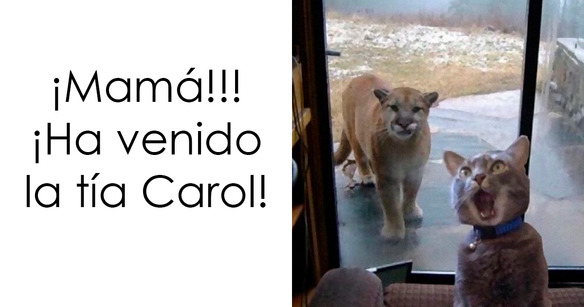 20 Encantadores memes de animales para no pensar en el estado actual del mundo