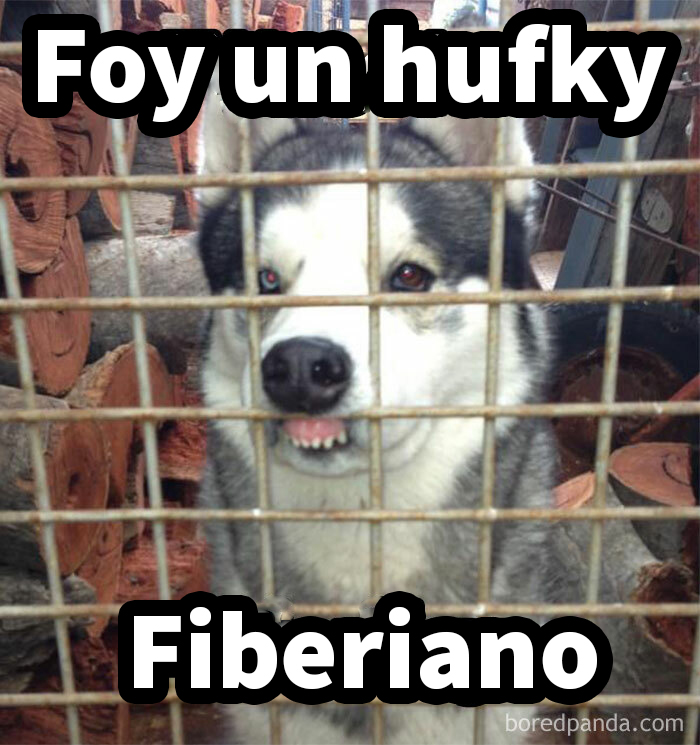 Husky detrás de una reja con texto divertido, parte de memes sobre perros.