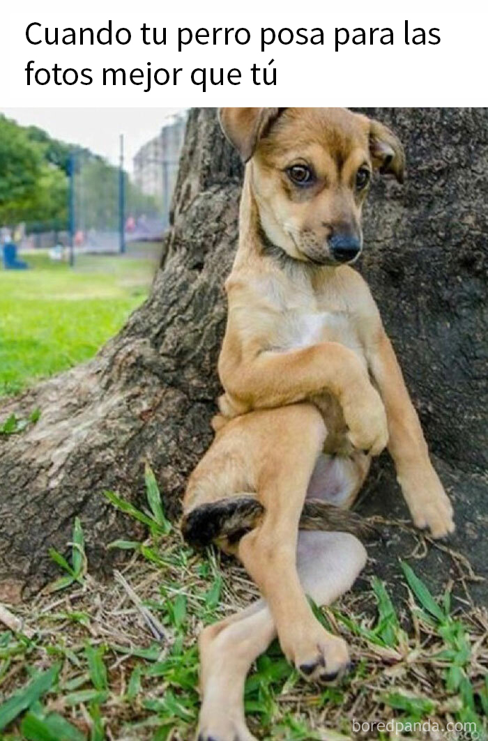Perro sentado con pose divertida bajo un árbol, ejemplificando memes sobre perros.