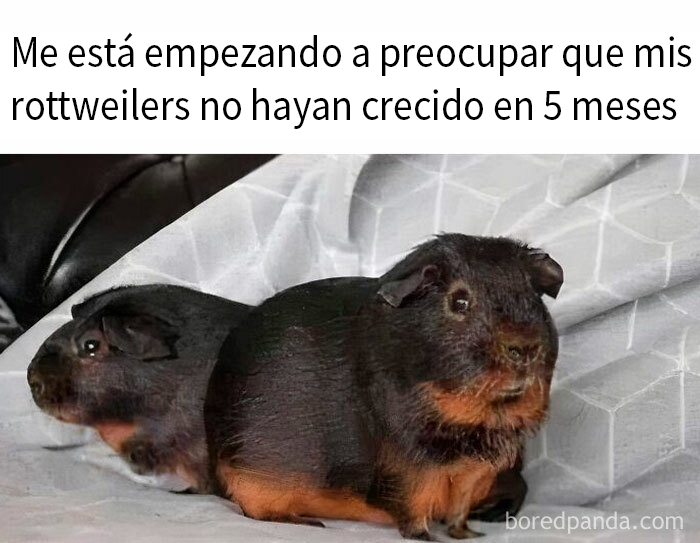 Dos cobayas con texto gracioso sobre perros y rottweilers.