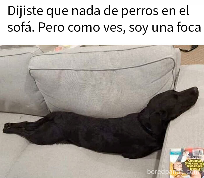 Perro negro acostado en el sofá simulando ser una foca, ilustrando un divertido meme de perros.
