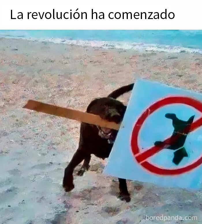 Perro llevando un cartel de prohibido perros en la playa, divertido meme de revolución canina.