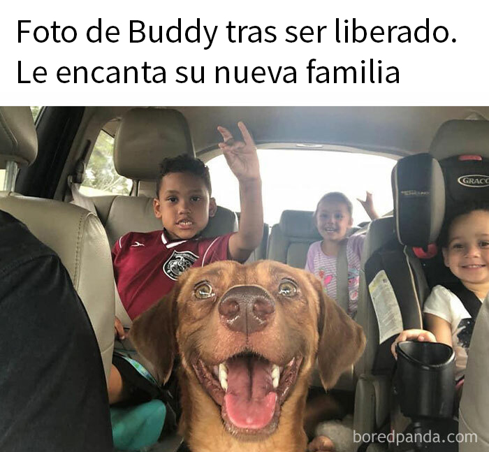 Perro feliz en auto con niños, disfrutando de su nueva familia.
