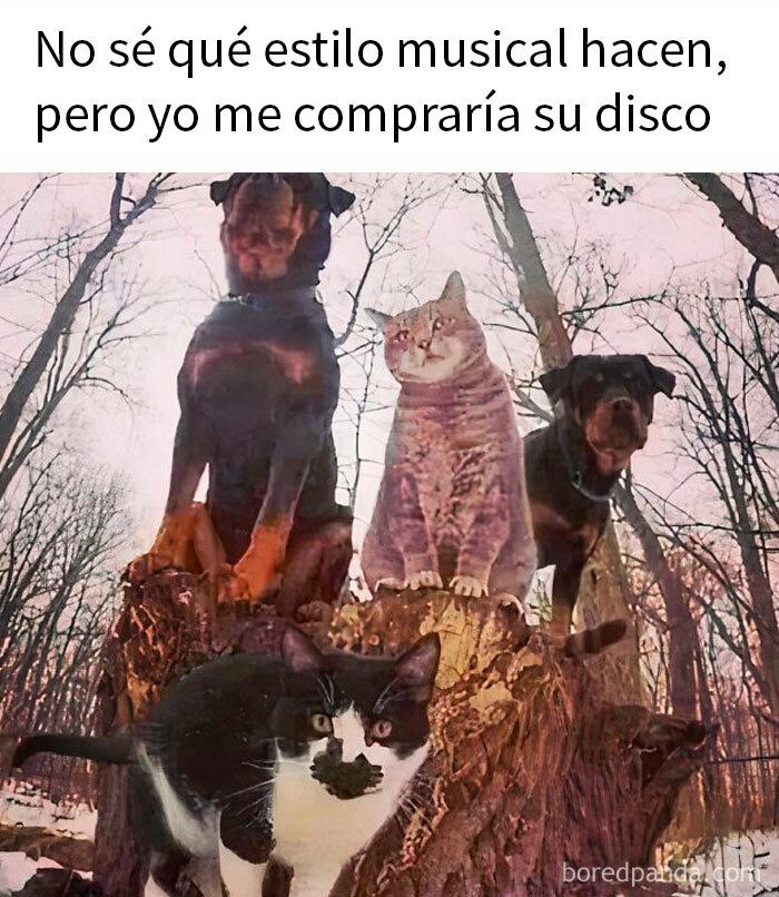 Perros y gatos posan juntos en un árbol, creando un divertido meme sobre perros con aspecto musical.