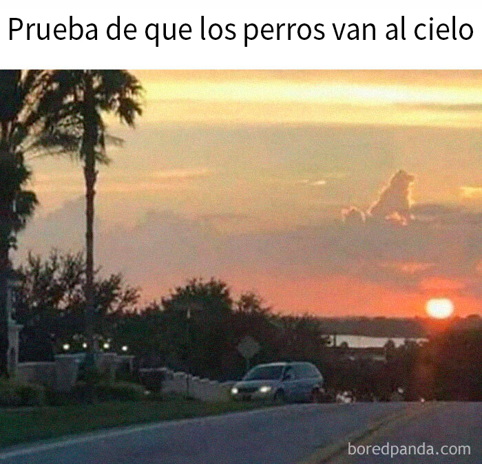 Nube con forma de perro al atardecer, divertida imagen para dueños de perros.