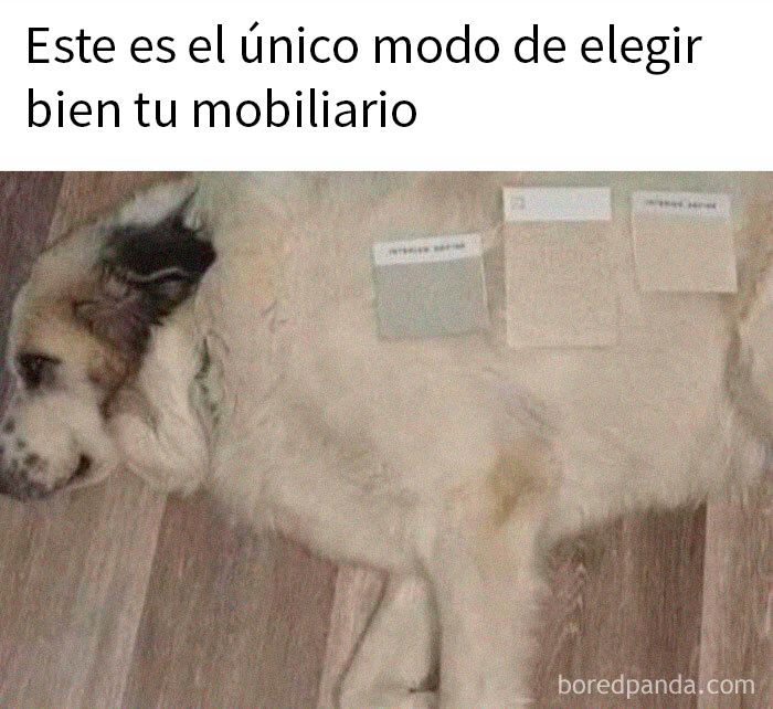 Perro tumbado en el suelo con muestras de color para elegir el mobiliario, mostrando un divertido meme.
