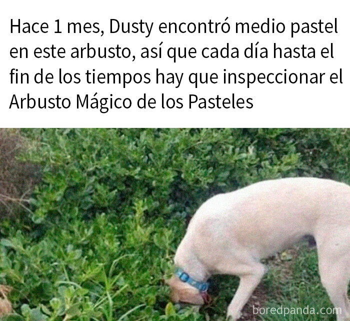 Perro buscando en un arbusto, referencia a divertidos memes sobre perros.