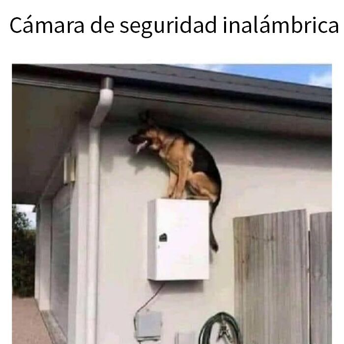 Perro divertido en caja alta simulando cámara de seguridad.