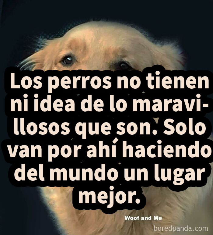 Perro con mensaje divertido que resalta su bondad.