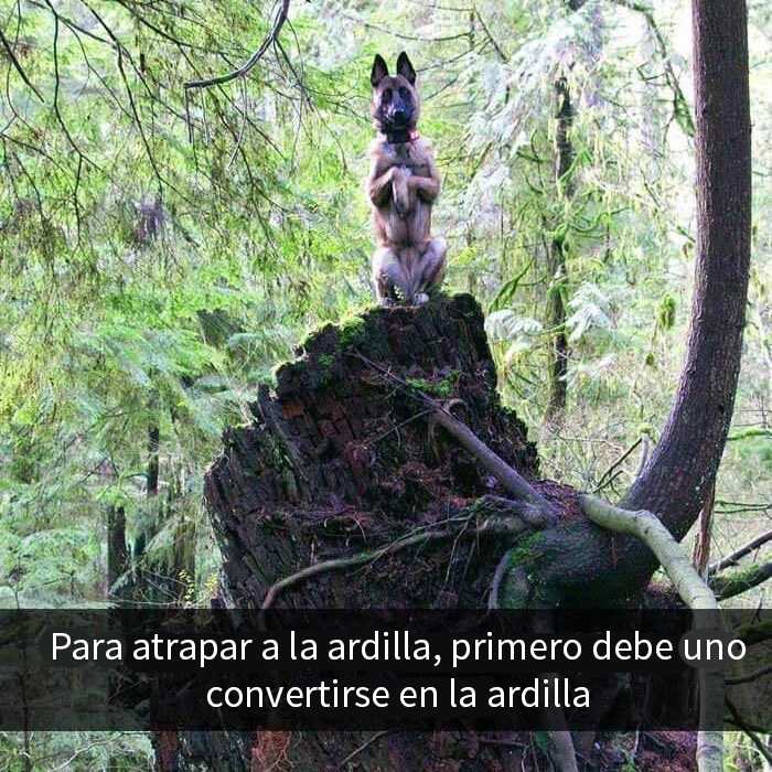 Perro divertido en un bosque, posando como una ardilla sobre un tronco.