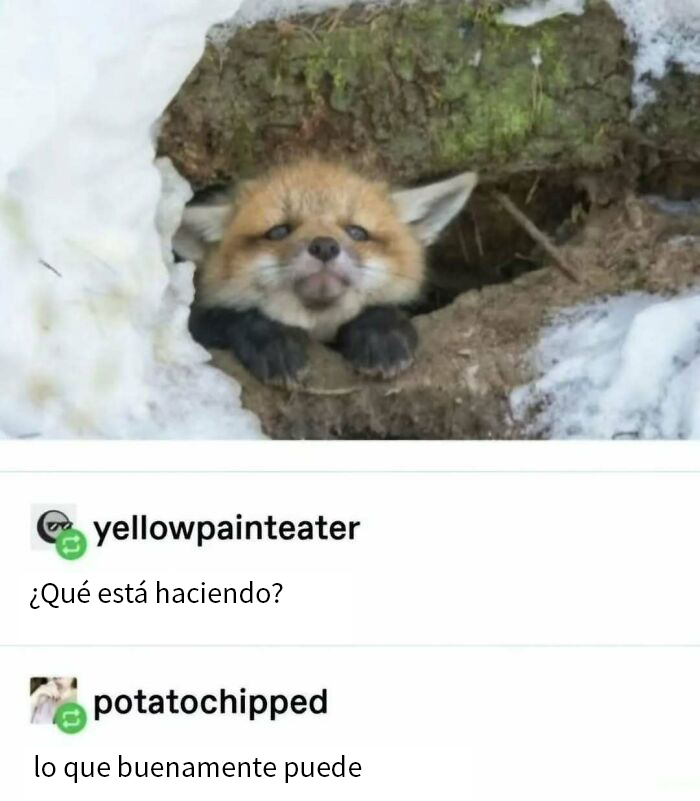 Zorro en su madriguera, destacado en una divertida publicación de Tumblr traducida al español.