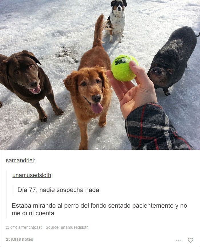 Perro y cerdo en la nieve esperando jugar con una pelota de tenis amarilla, escena divertida de Tumblr.