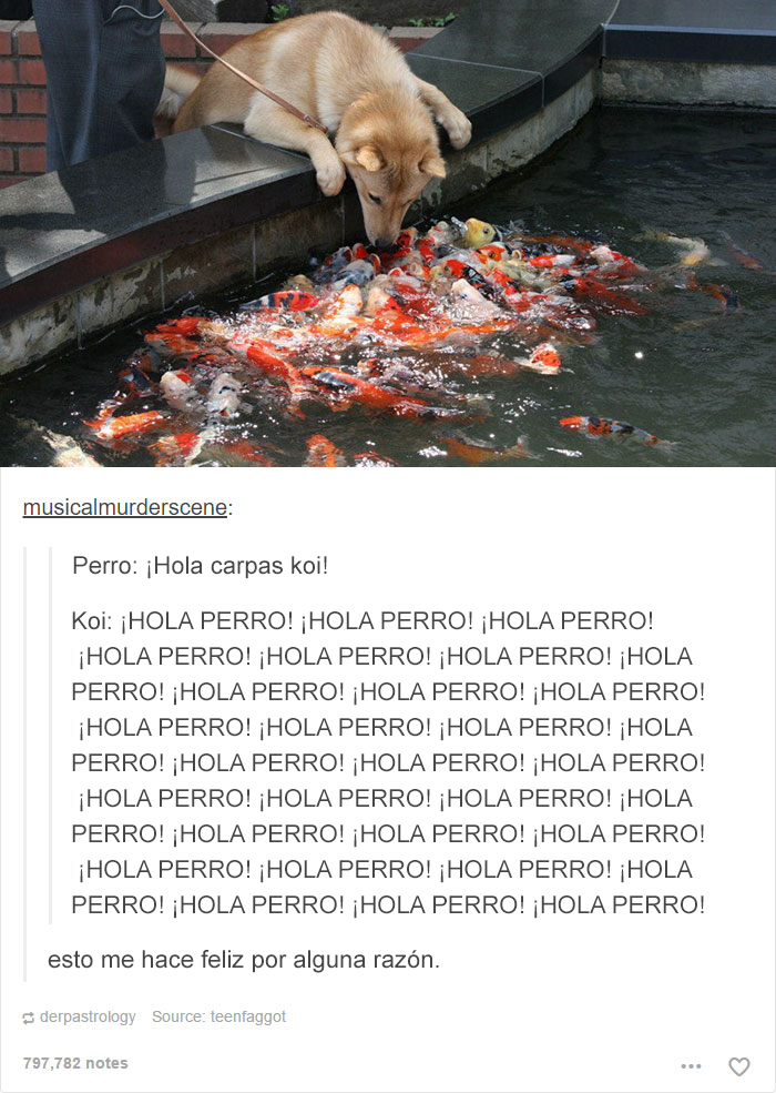 Perro curioso saluda carpas koi en estanque, imagen divertida de Tumblr para releer y sonreír.