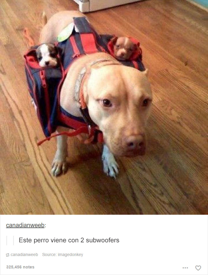 Perro con cachorro en mochilas divertidas sobre su lomo en Tumblr.