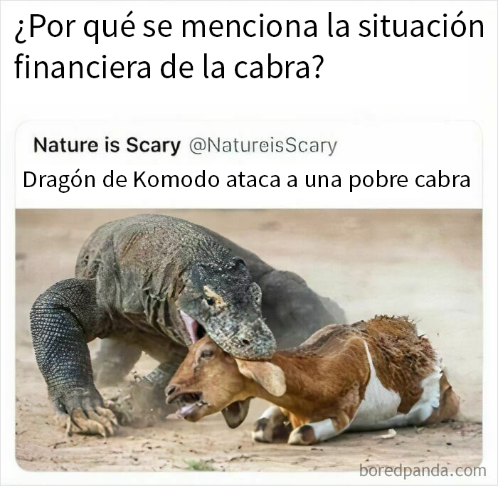 Dragón de Komodo en un ataque sorprendente a una cabra, mostrando interacción inesperada.