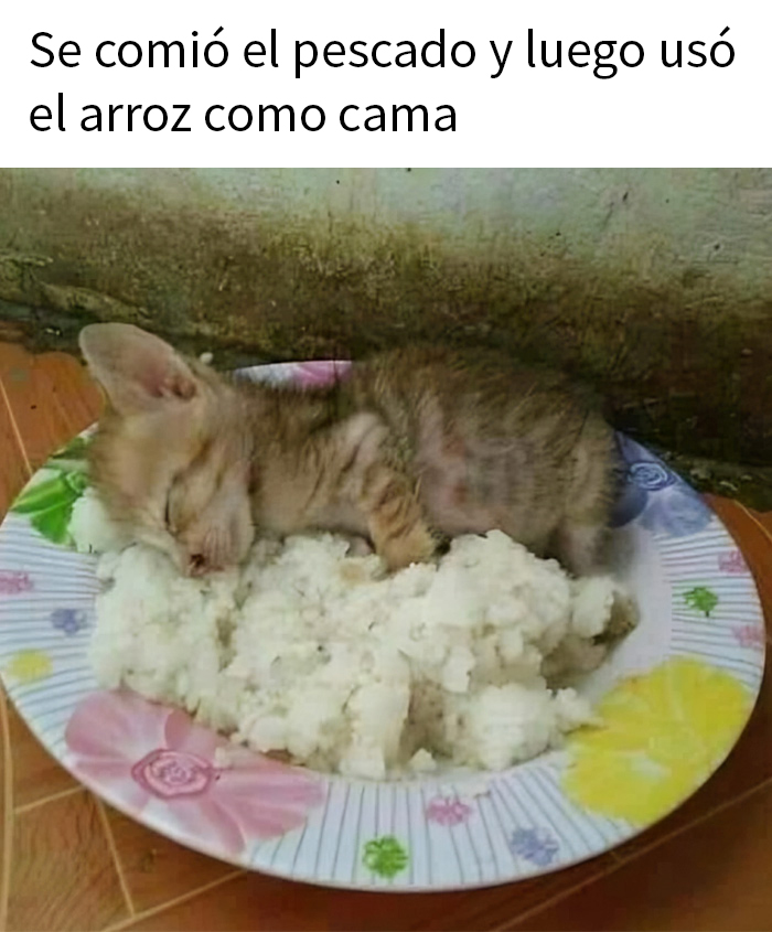 Gatito durmiendo sobre arroz en un plato, reflejando comida caótica.