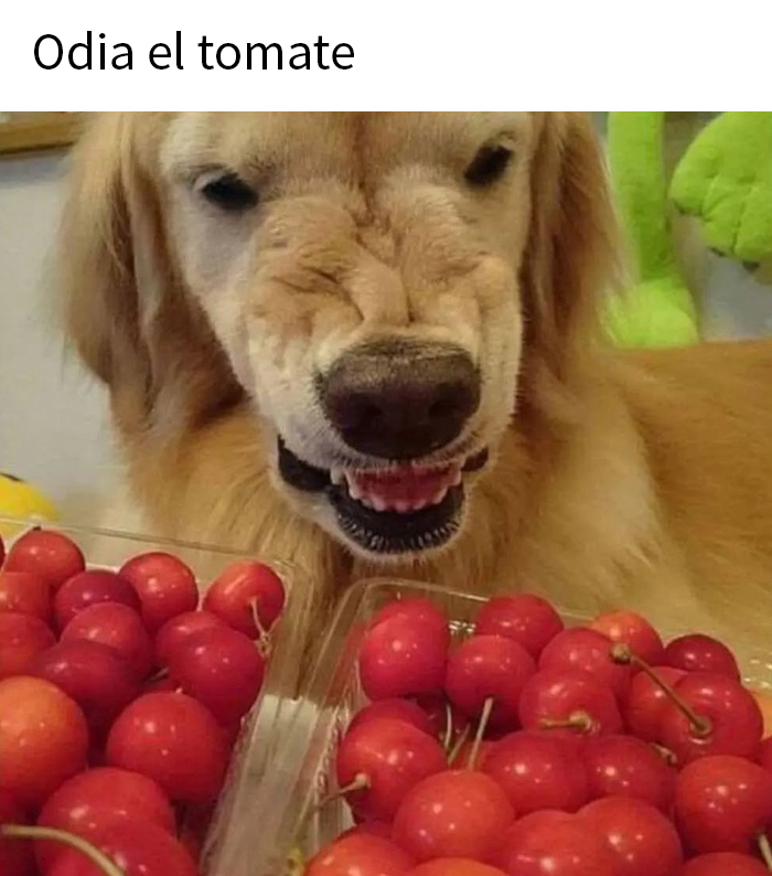Perro mostrando desagrado frente a cajas de tomates, representación de comida caótica.