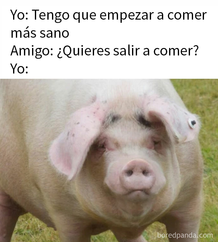 Cerdo con expresión divertida en un meme sobre comidas y decisiones saludables.