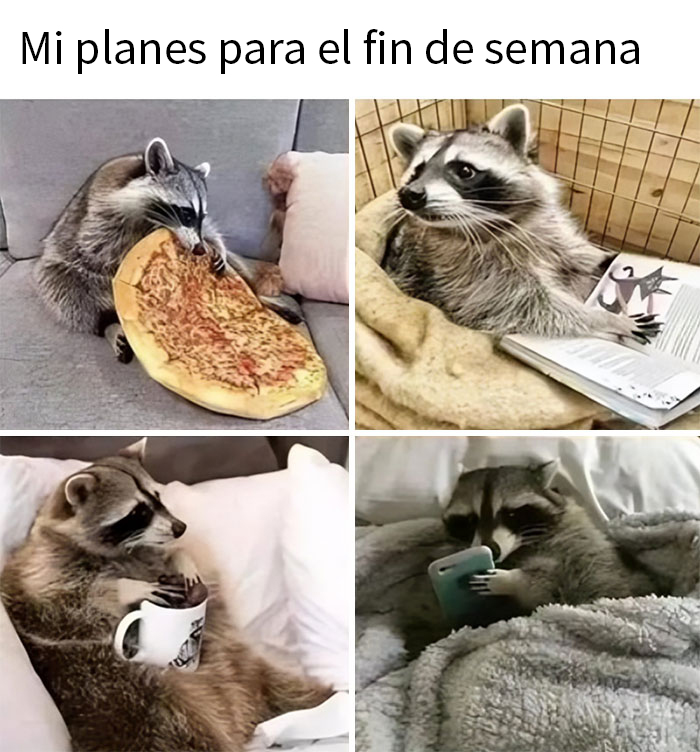 Mapache disfrutando comida y relax: pizza, café, y lectura en el sofá.