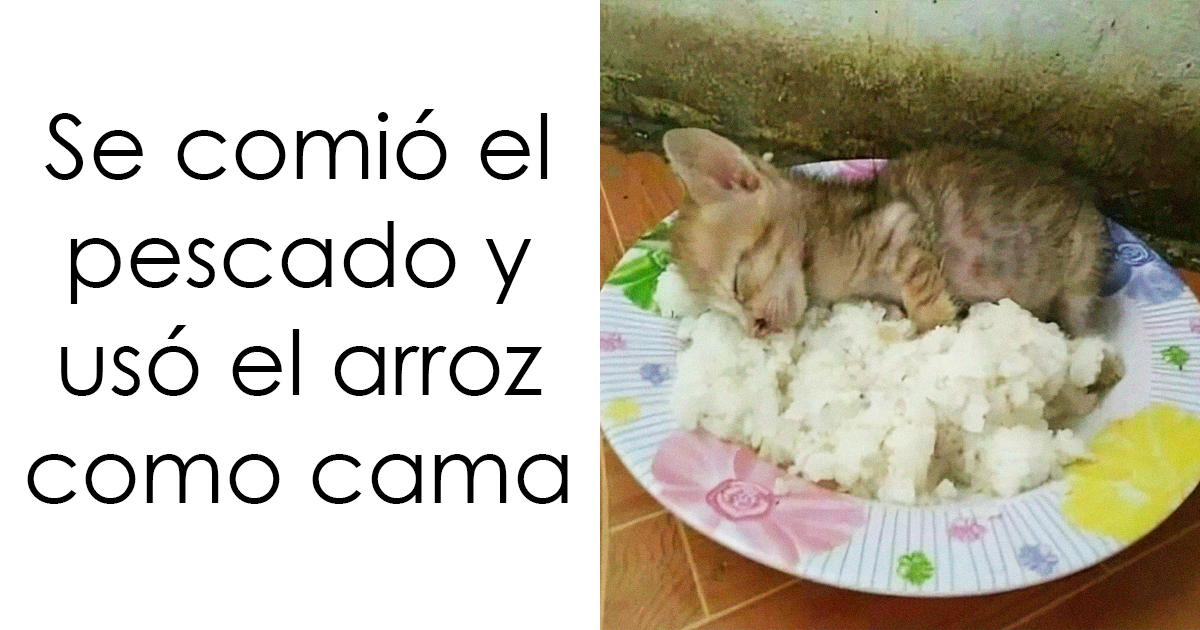 20 Memes salvajes sobre comida caótica que te dejarán sin palabras