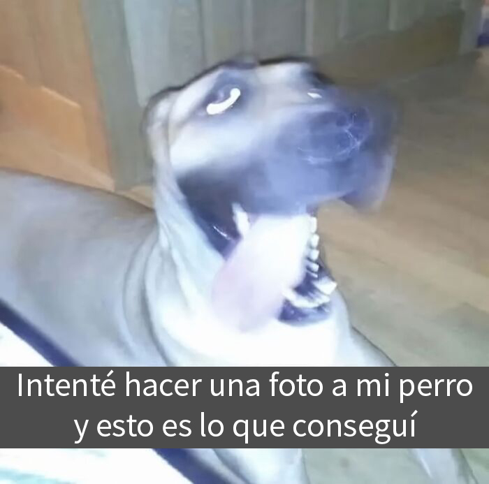 Perro movido en casa con texto divertido, parte de memes divertidos.