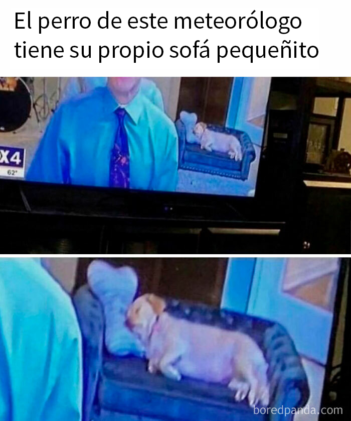 Meteorólogo en pantalla con perro durmiendo en sofá pequeño, creando un meme divertido sobre la vida.