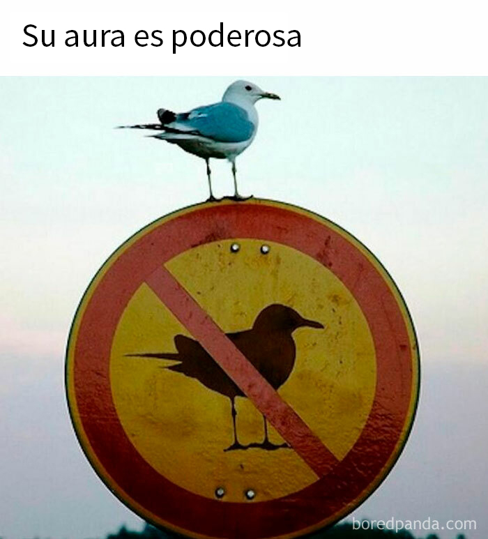 Gaviota en señal de prohibición de aves, vida caótica y divertida.