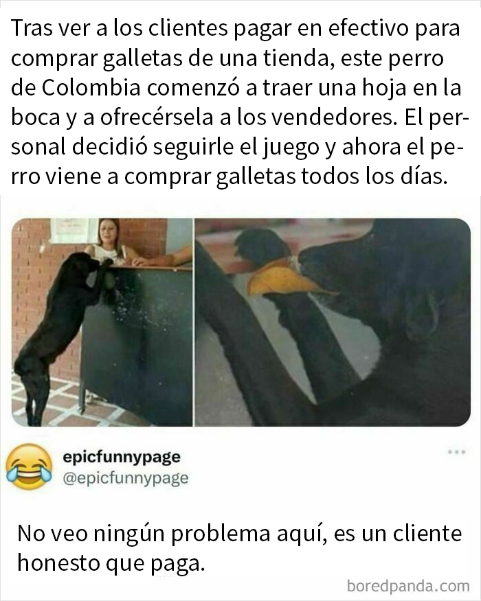 Perro amable llevando una hoja para "comprar" galletas, mostrando un meme caótico y divertido de la vida cotidiana.