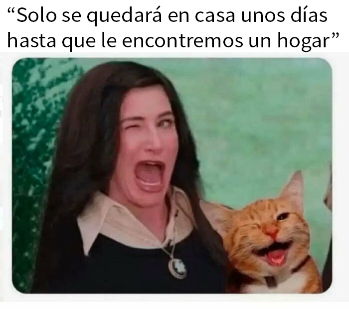 Mujer y gato haciendo muecas divertidas, mostrando lo especiales que son estos adorables felinos.