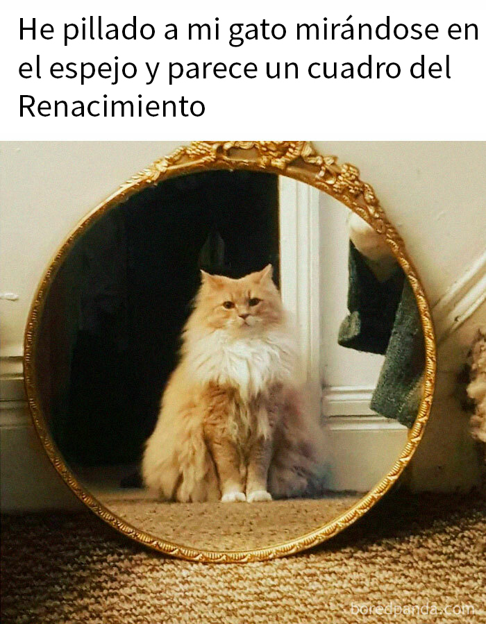 Gato peludo reflejado en espejo redondo, aparenta pose renacentista.
