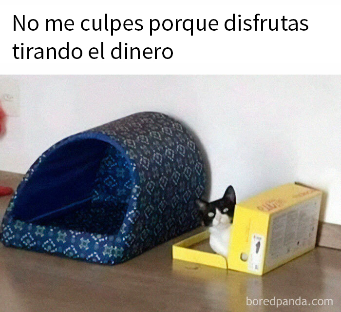 Gato especial en caja amarilla junto a una cama vacía.
