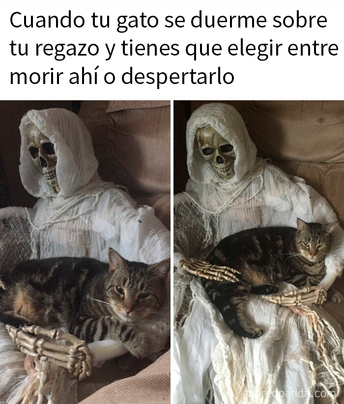 Gato adorable durmiendo en el regazo de un esqueleto decorativo envuelto en tela blanca.