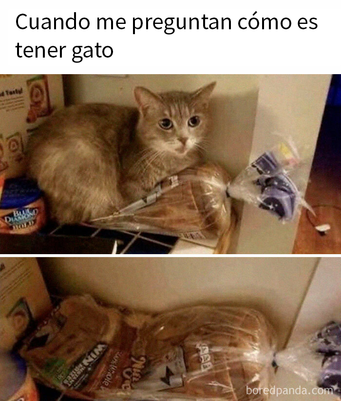 Gato adorable sentado sobre una bolsa de pan en un estante, mostrando su especial personalidad.