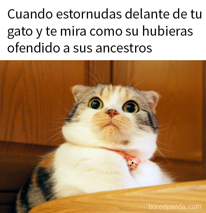 Gato sorprendido mirando con intensidad, mostrando lo especiales que son los gatos.