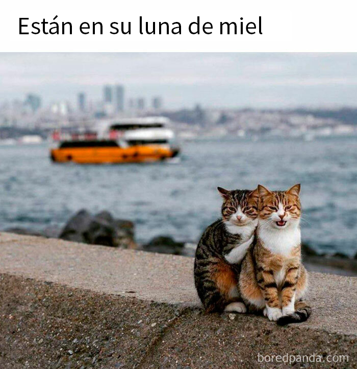 Dos gatos abrazados en la orilla con un barco al fondo, demostrando lo especiales que son los gatos.