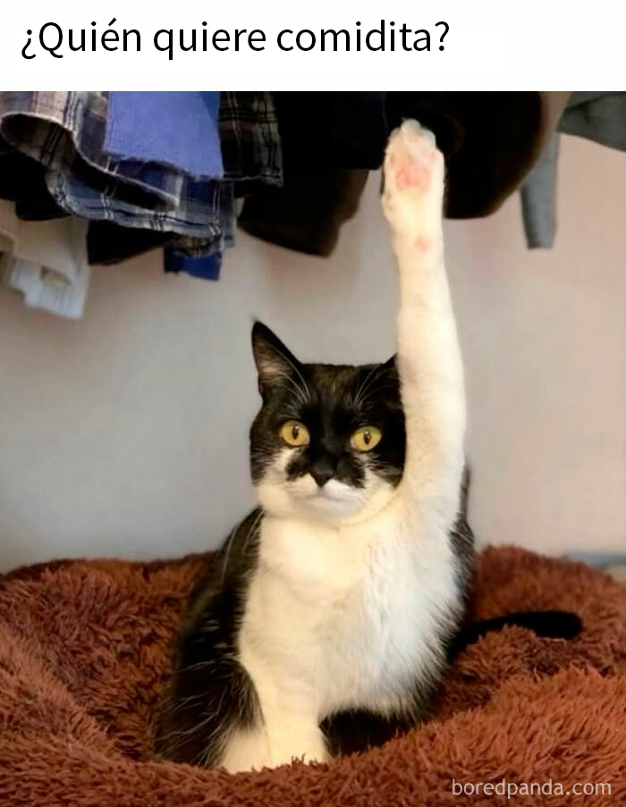 Gato adorable con la pata levantada, mostrando lo especial que es.