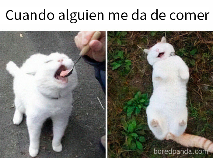 Gato blanco disfrutando de comida, mostrando su lado adorable y especial.