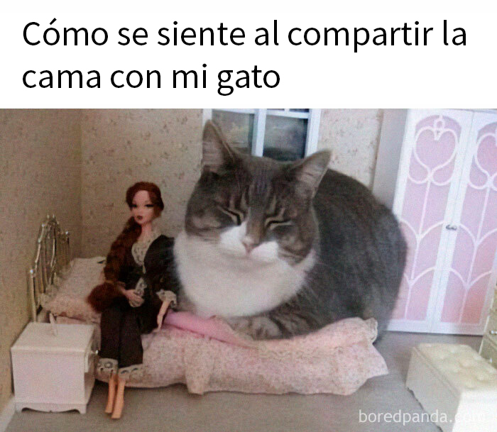 Gato grande en una cama de muñecas junto a una muñeca, mostrando lo especiales que son los gatos.