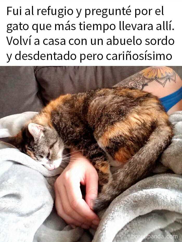 Gato mayor sordo y desdentado durmiendo en el brazo de una persona, mostrando lo especiales que son los gatos.